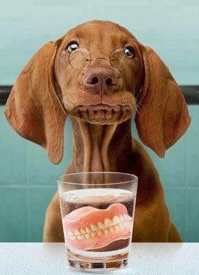 Enlever toutes les dents d'un chien agressif - Page 2 466e3e5b