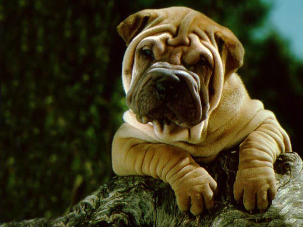 Sharpei Chien Sharpei